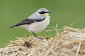 Northern Wheatear (Oenanthe oenanthe), side view of an adult male standing on a bale of straw, Campania, Italy