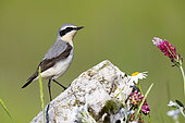 Northern Wheatear (Oenanthe oenanthe), side view of an adult male standing on a rock, Campania, Italy