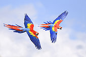 Scarlet macaw (Ara macao) pair in flight, zoo in Germany, Digital editing
