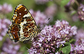 Map Butterfly (Araschnia levana) summer generation on oregano, Vosges du Nord Regional Nature Park, France