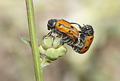 Leaf Beetle (Clytra laeviuscula) mating, Mont Ventoux, Provence, France