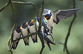 Barn swallow (Hirundo rustica) feeding young, Vosges du Nord Regional Nature Park, France