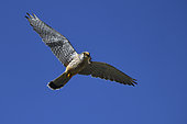 Kestrel (Falco tinnunculus) male in flight with a lizard in its beak, Vosges du Nord Regional Nature Park, France