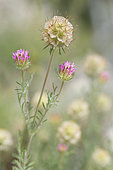 Starflower Pincushion (Lomelosia stellata) flowers, Mont Ventoux, Provence, France