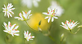 Greater chickweed (Stellaria neglecta) flowers, Vosges du Nord Regional Nature Park, France. Digital editing