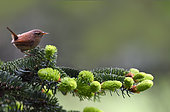 Wren (Troglodytes troglodytes) on a fir tree, Vosges du Nord Regional Nature Park, France