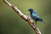 Cape Glossy Starling (Lamprotornis nitens) immature standing on a branch in Kruger National park, South Africa