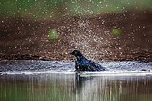 Cape Glossy Starling (Lamprotornis nitens) taking bath in waterhole in Kruger National park, South Africa