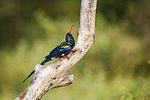 Green wood hoopoe (Phoeniculus purpureus) standing on a branch isolated in natural background in Kruger National park, South Africa