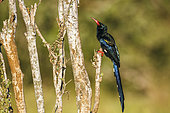 Green wood hoopoe (Phoeniculus purpureus) standing on a branch isolated in natural background in Kruger National park, South Africa
