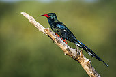 Green wood hoopoe (Phoeniculus purpureus) standing on a branch isolated in natural background in Kruger National park, South Africa