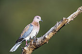Laughing Dove (Streptopelia senegalensis) standing on a branch isolated in natural background in Kruger National park, South Africa