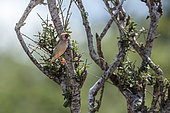 Red-billed Quelea (Quelea quelea) male standing in bush in Kruger National park, South Africa