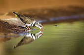 Three banded Plover (Charadrius tricollaris) drinking in waterhole with reflection in Kruger National park, South Africa