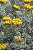 Cape gold (Helichrysum splendidum)