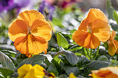 Horned pansy (Viola cornuta) orange cultivar