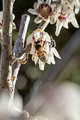 Abeille à miel (Apis mellifera) butinant une fleur de Chimonanthe précoce (Chimonanthus praecox) en décembre, Gers, France. Présence également d'une mouche floricole, Stomorhina lunata.