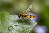 Marmalade Hoverfly (Episyrphus Balteatus) resting on a leaf, Gard, France