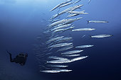 BARRACUDA (Sphyraena viridensis). Barracuda school with diver. Tenerife, underwater bottoms of the Canary Islands.