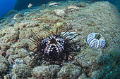 Long-spined sea urchin (Diadema africanum). Dead specimens: massive mortality recorded in 2022 due to disease caused by the pathogenic bacterium Vibrio algynoliticus (according to scientific sources). Marine invertebrates of the Canary Islands, Tenerife.
