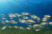 Goldstrieme (Sarpa salpa). Salema shoal in a seagrass meadow. Fish of the Canary Islands, Tenerife.