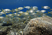 Goldstrieme (Sarpa salpa). Salema shoal. Fish of the Canary Islands, Tenerife.