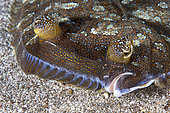 TAPACULO (Bothus podas). Head detail. A peculiarity of this species is that the male has his eyes further apart from each other than the females. Fish from the Canary Islands, Tenerife.