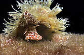 Hairy triton (Monoplex parthenopeus). Marine invertebrates of the Canary Islands, Tenerife.