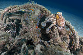 Cabos, garbage in the sea. Interestingly, some residues become refuge and tiny ecosystems for some species such as seahorses (Hippocampus hippocampus), spider crabs (Stenorhynchus lanceolatus), algae and fingerlings.
