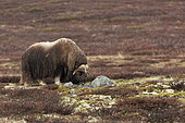 Musk ox (Ovibos moschatus) on the tundra, Dovrefjell, Norway