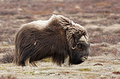 Musk ox (Ovibos moschatus) on the tundra, Dovrefjell, Norway