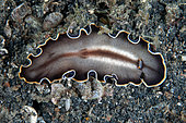 Margined Flatworm (Callioplana marginata), night dive, TK1 dive site, Lembeh Straits, Sulawesi, Indonesia