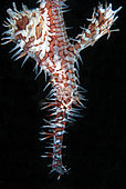 Ornate Ghost Pipefish (Solenostomus paradoxus), Aw Shucks dive site, Lembeh Straits, Sulawesi, Indonesia