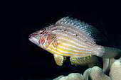 Cockerel Wrasse (Pteragogus enneacanthus), Nudi Retreat dive site, Lembeh Straits, Sulawesi, Indonesia