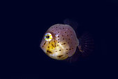 Juvenile Taylor's Inflator Filefish (Brachaluteres taylori), Jadi-Jadi dive site, Lembeh Straits, Sulawesi, Indonesia