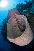 Barrel Sponges (Xestospongia testudinaria) with sun in background, Beacon Slope dive site, Nyata Island, near Alor, Indonesia