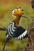 Hoopoe (Upupa epops) stretching, Province of Toledo, Spain