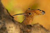 Hoopoe (Upupa epops) portrait, Province of Toledo, Spain