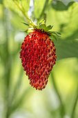 Alpine strawberry 'Alexandria'