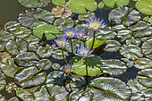 Waterlily 'Star of Siam'