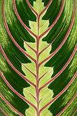 Prayer plant (Maranta leuconeura) 'Fascinator' = 'Erythroneura', leaf detail