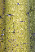 Flame tree (Brachychiton acerifolius) bark
