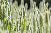 Beard grass (Polypogon sp.) panicles, Bouches-du-Rhone, France