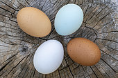 Hens eggs of different colours from various breeds