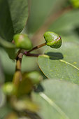 Bud of Caper (Capparis spinosa)
