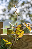 Sewer vine (Paederia lanuginosa) growing on wooden fence