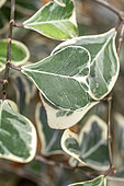 Dwarf variegated heart leaf Ficus (Ficus natalensis subsp. leprieurii = Ficus triangularis) 'Sweetheart'