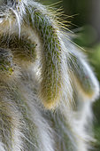 Monkey's tail cactus (Cleistocactus colademononis = Hildewintera colademononis)