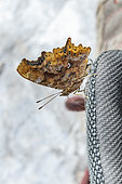 Comma (Polygonia c-album) drinking sweat from a shoe for salt, Alpes-de-Haute-Provence, France