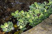 Water lettuces (Pistia stratiotes) in a garden pound